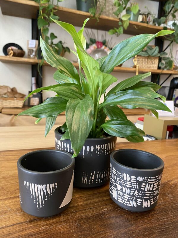 Cache-Pot Ethnique + Spathiphyllum pearl cupido